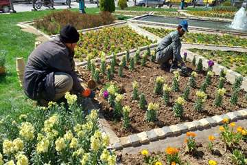 در آستانه  نوروز  
شهر  گلباران شد 
 کاشت  یکصد هزار  عدد گل شب بو و فصلی  در 
#خمینی‌شهر 